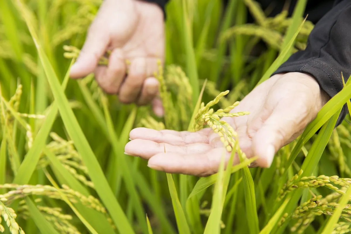 ゆいファームのこだわり