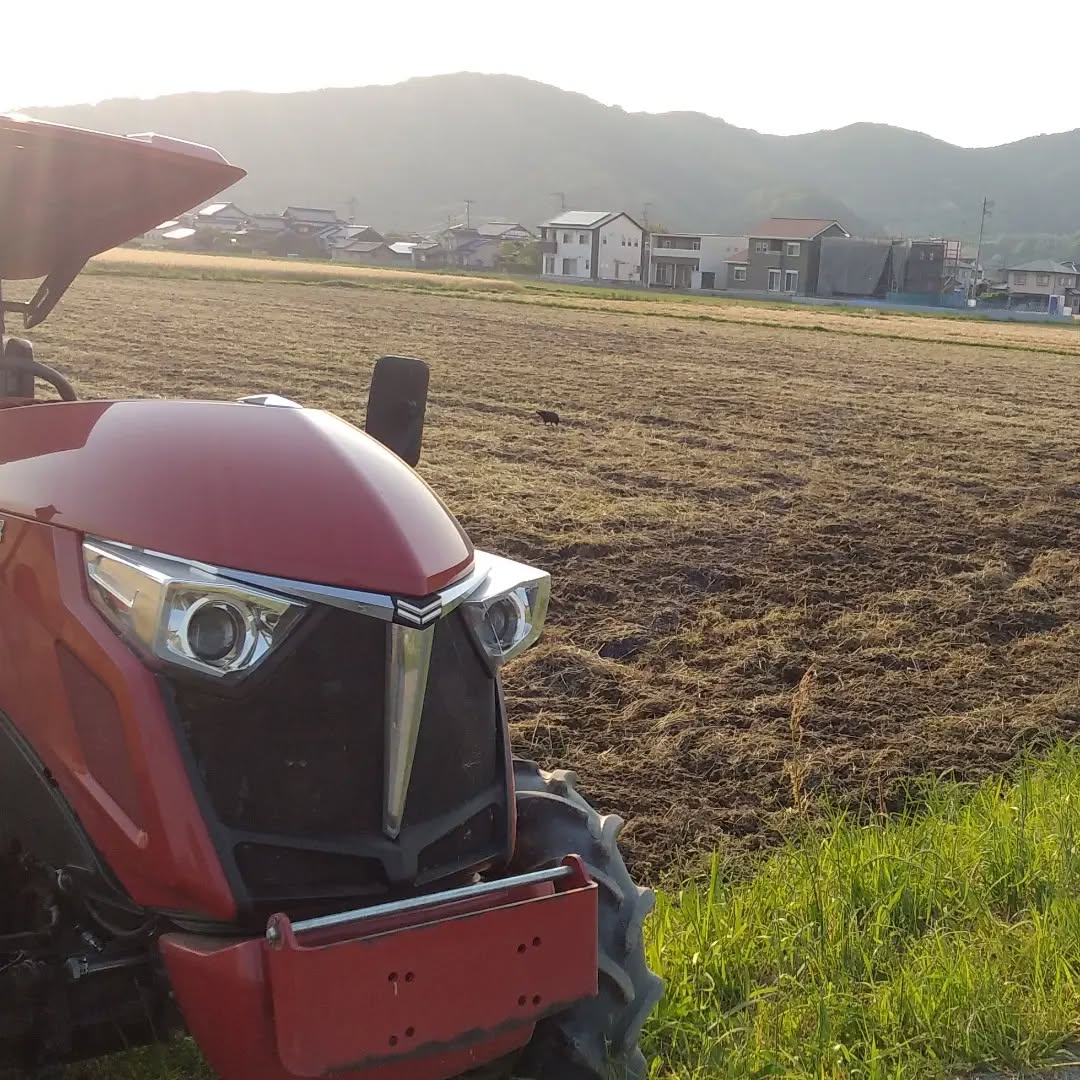土台を作る田んぼの準備